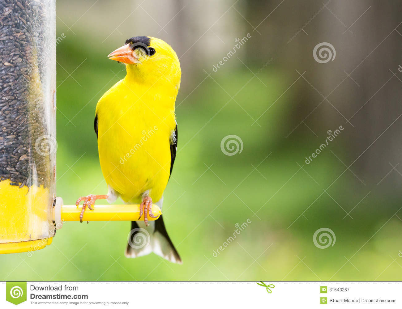 yellow-finch-bird-feeder-male-thistle-bokeh-blurred-background ...